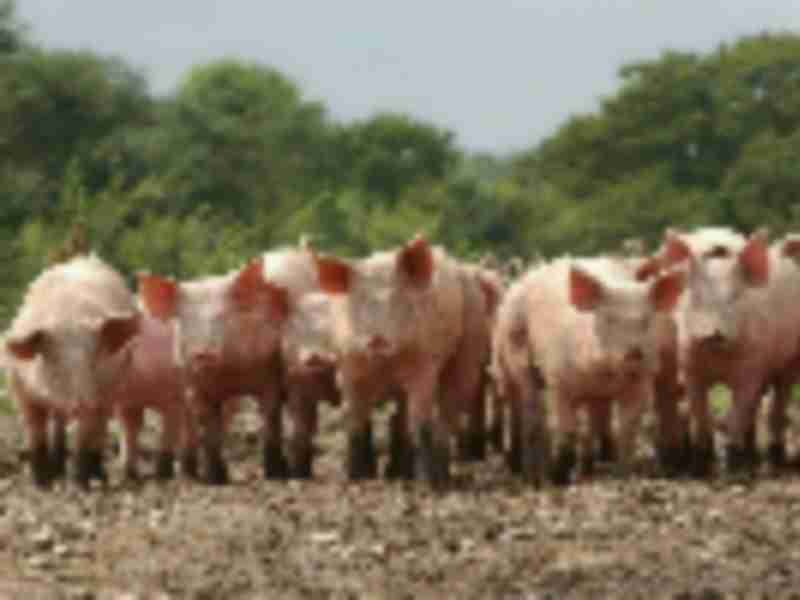 Top Pork Producer Says China Imports Drop Amid U.S. Trade Spat
