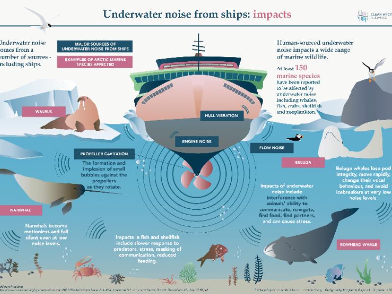 IMO must take opportunity to reduce underwater noise by transitioning to cleaner ships