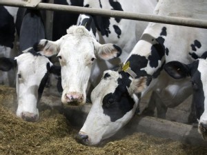 Canada’s dairy quotas don’t limit US access, panel finds