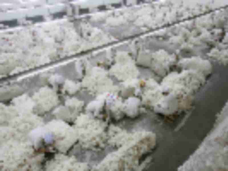 US bans Xinjiang cotton products, tomatoes over forced labor