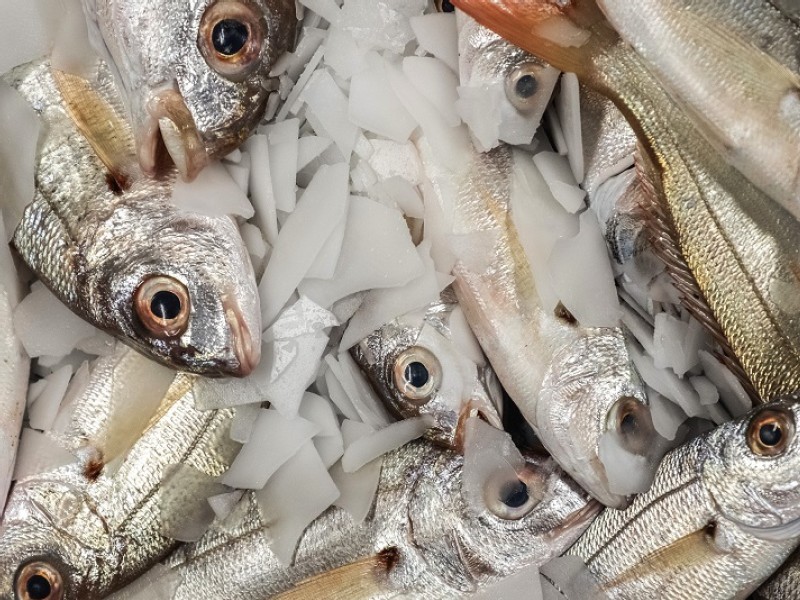 Frozen fish pileup in China threatens global supply chains