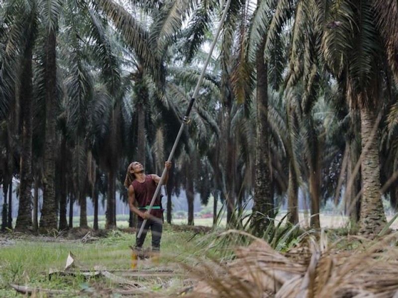 CBP issues withhold release order on palm oil produced by forced labor in Malaysia