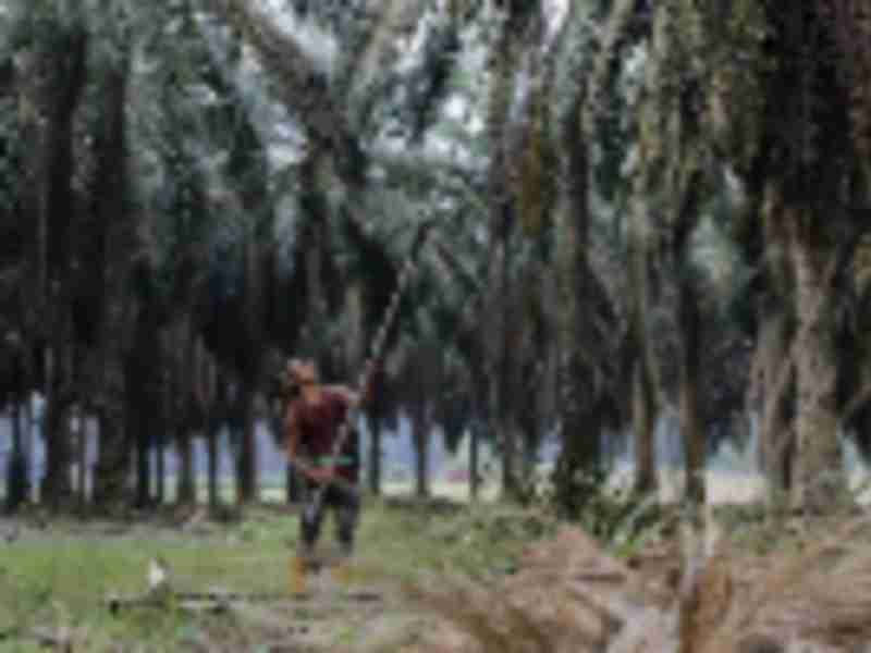 CBP issues withhold release order on palm oil produced by forced labor in Malaysia