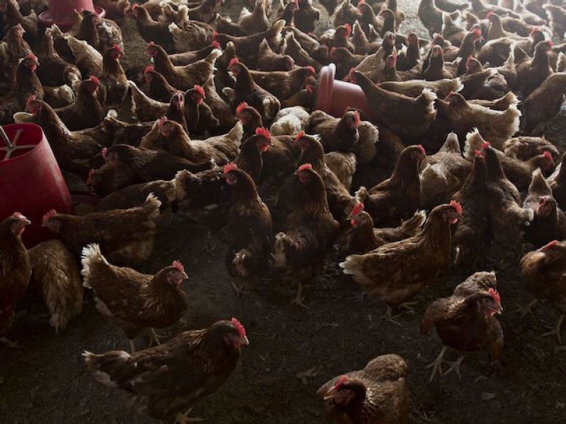Feeding chickens is so costly it’s changing global trade flows