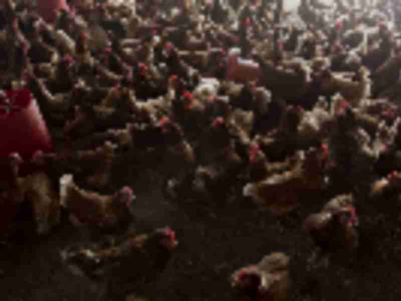 Feeding chickens is so costly it’s changing global trade flows