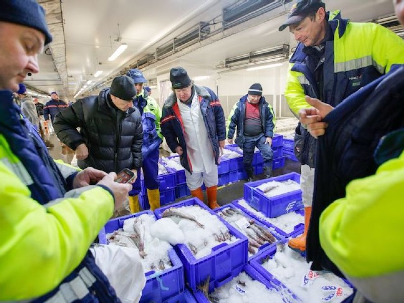 Monkfish price tumble in Scotland shows pain of French shutdown