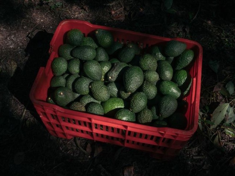 US lifts prohibition on Mexico avocado imports, USDA says
