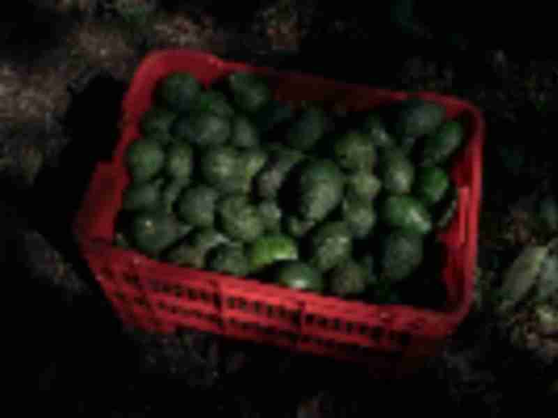 US lifts prohibition on Mexico avocado imports, USDA says