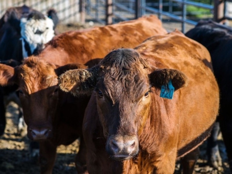 Mad cow disease drives Asian nations to halt Canada beef imports