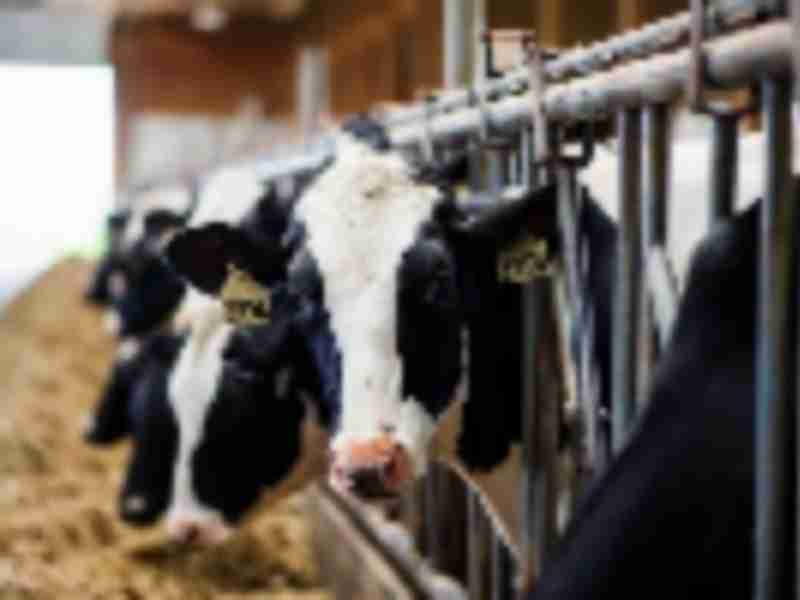 US seeks second set of dispute-end talks on Canada dairy quotas