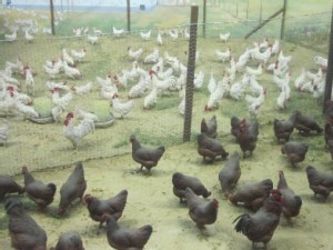 https://www.ajot.com/images/uploads/article/599-chickens.jpg