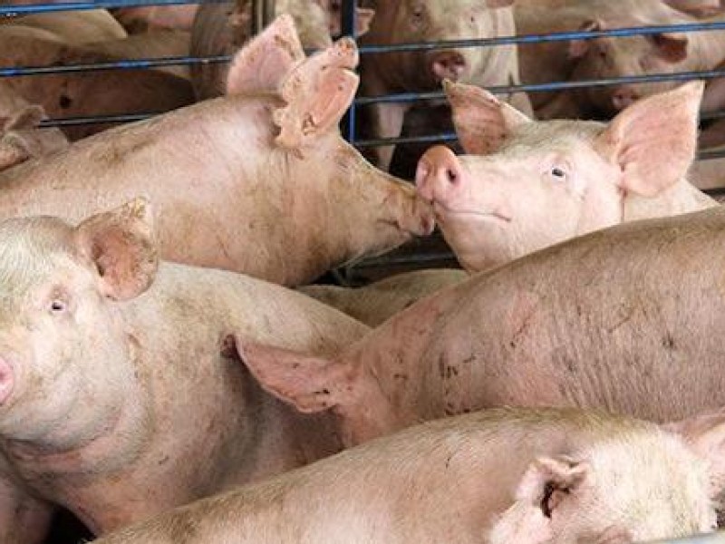 Fat pigs fed less is latest China weapon as trade war rages