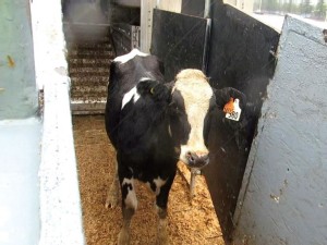 https://www.ajot.com/images/uploads/article/648-cattle-port-olympia.jpg