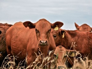 https://www.ajot.com/images/uploads/article/649-Up_Close_and_Cattle.jpg