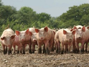 https://www.ajot.com/images/uploads/article/649-us-pork-exports-to-chine.jpg
