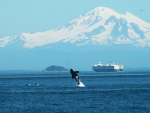 https://www.ajot.com/images/uploads/article/656-orcas.jpg
