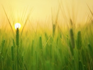 https://www.ajot.com/images/uploads/article/Agriculture_Barley-Field.jpg