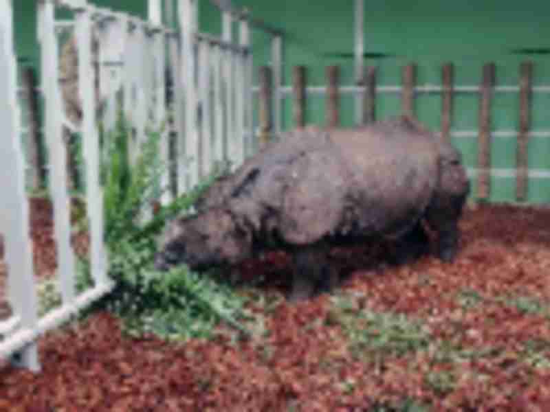 Rhino flown to South East Asia as part of endangered species breeding programme