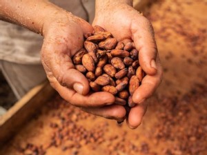 https://www.ajot.com/images/uploads/article/Cocoa_beans.jpg