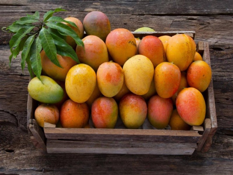 Dachser Mexico keeps mango exports flowing to Europe with weekly air freight service
