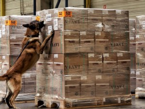 https://www.ajot.com/images/uploads/article/Diagnose_dogs_at_work_checking_an_air_cargo_shipment.jpg