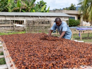 https://www.ajot.com/images/uploads/article/Ghana_cocoa_beans.jpg