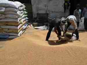 World crop trade eyes India as new government may relax curbs