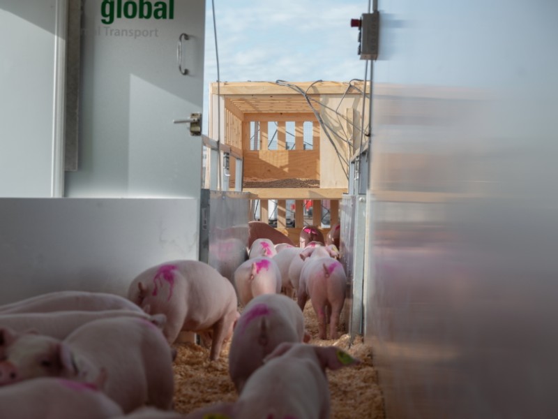 Intradco Global transports 1,030 purebred breeding pigs from the UK to China