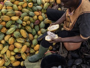 Top cocoa grower seeks to avoid export defaults after price hike