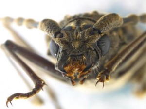 https://www.ajot.com/images/uploads/article/Longhorn_Beetle_1.jpg