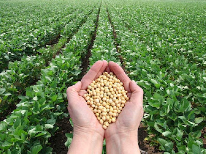 China newspaper calls for curbs against US soybean `dumping’