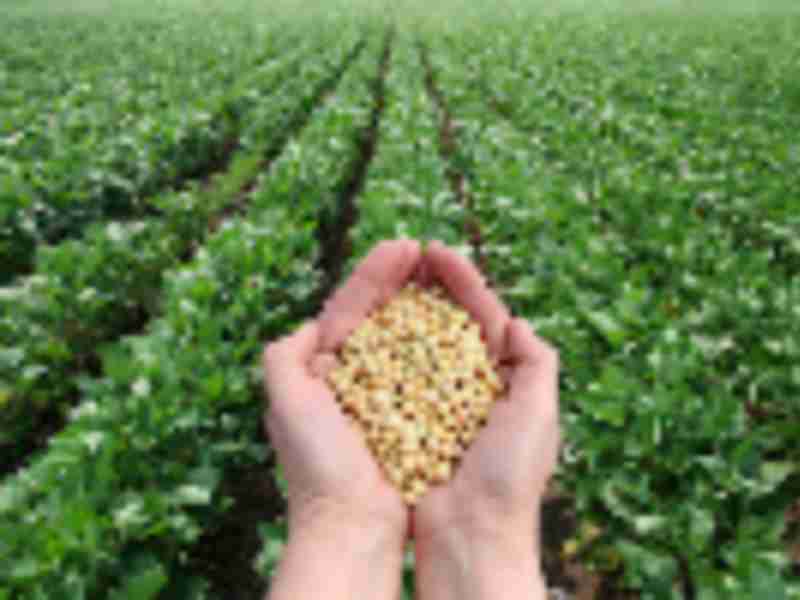 Soybean Acres Top Corn as U.S. Farmers Shrug Off China Concern