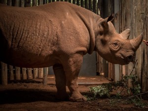https://www.ajot.com/images/uploads/article/Photo-by-Ami-Vitale-Eric-the-Rhino.jpg