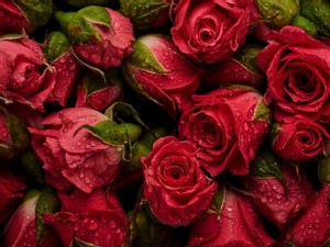 https://www.ajot.com/images/uploads/article/Qatar-Airways-Cargo-Valentines-Day-21-Flowers-pr.jpg