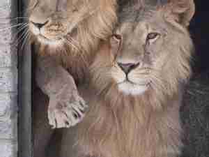 Qatar Airways Cargo rejoins forces with Animal Defenders International to transport six young lions home to Africa
