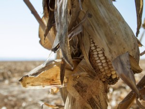 El Nino may see first S. Africa white-corn import since 2017