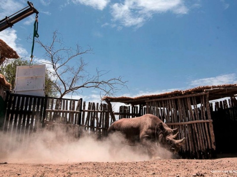 ACS revels in rhino relocation