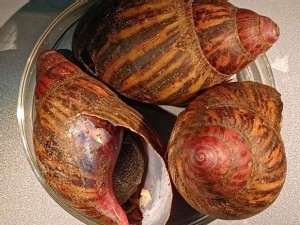 https://www.ajot.com/images/uploads/article/african-snails-cbp-70021a.jpg