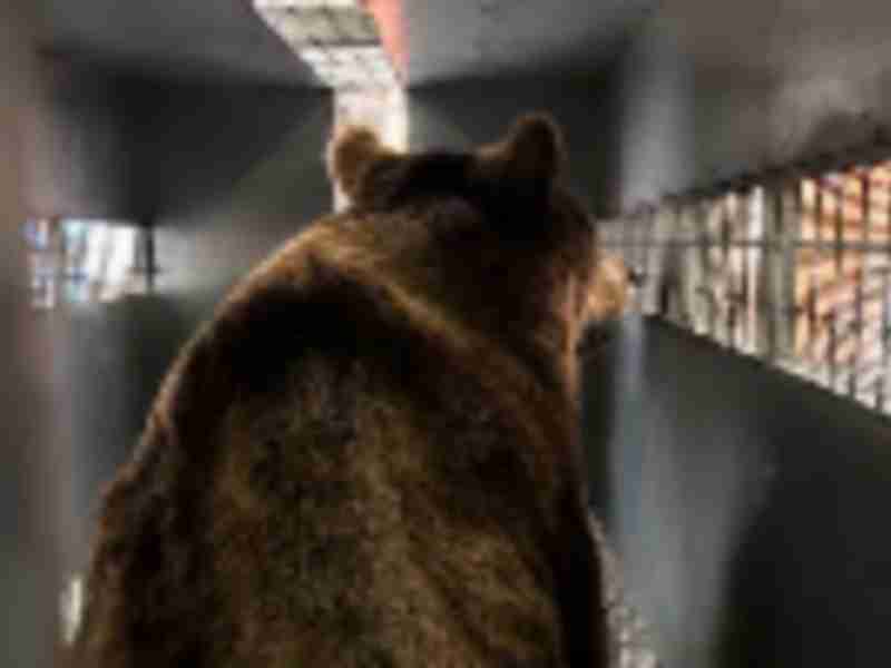 American Airlines Cargo offers exclusive bear-plane service from Argentina