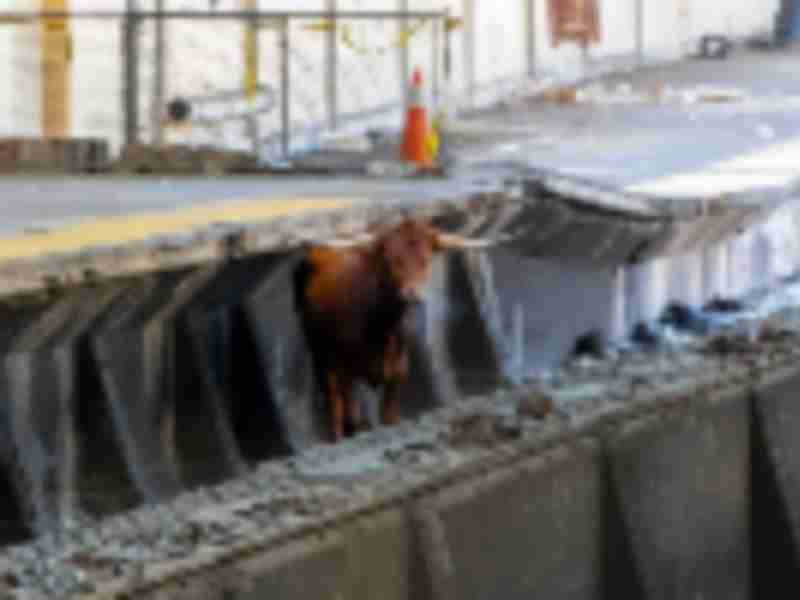 Bull removed from tracks in Newark after delaying NJ transit