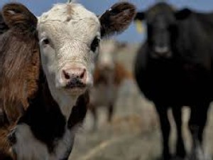 https://www.ajot.com/images/uploads/article/canadian-cattle.jpg