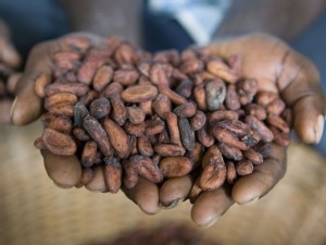 https://www.ajot.com/images/uploads/article/cargil-cocoa-beans-na3051337.jpg