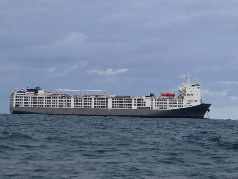 Foul stench from ship carrying 19,000 cattle hits Cape Town
