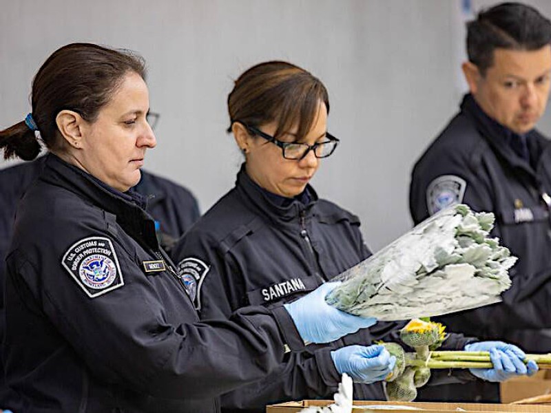 CBP Miami Processes the Most Valentines Flowers in the Country