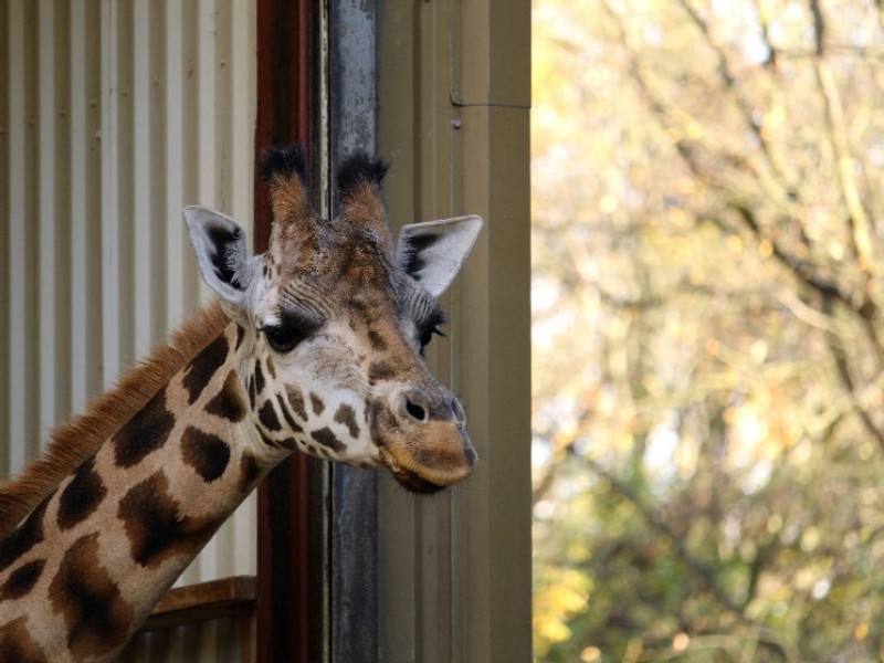 Intradco Global and Chapman Freeborn collaborate to transport 18 giraffes from South Africa to Brazil