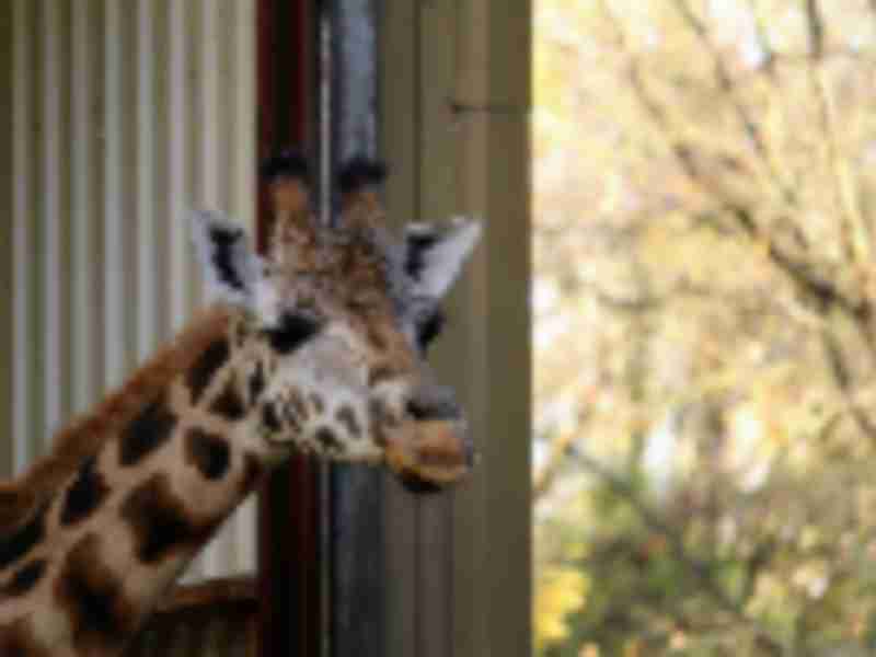 Intradco Global and Chapman Freeborn collaborate to transport 18 giraffes from South Africa to Brazil
