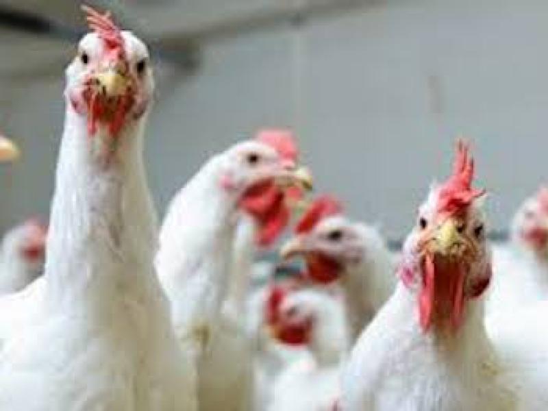 South Africans to face chicken price surge on tariffs, importers warn