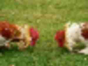 https://www.ajot.com/images/uploads/article/chickens-fighting.jpeg