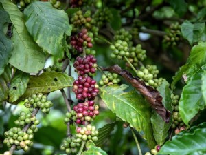 Coffee supplies from top shipper Vietnam seen shrinking further