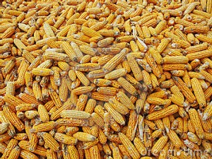 https://www.ajot.com/images/uploads/article/corn-cobs.jpg